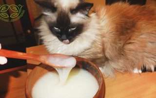 Даже кошке нравится натуральное жидкое мыло!